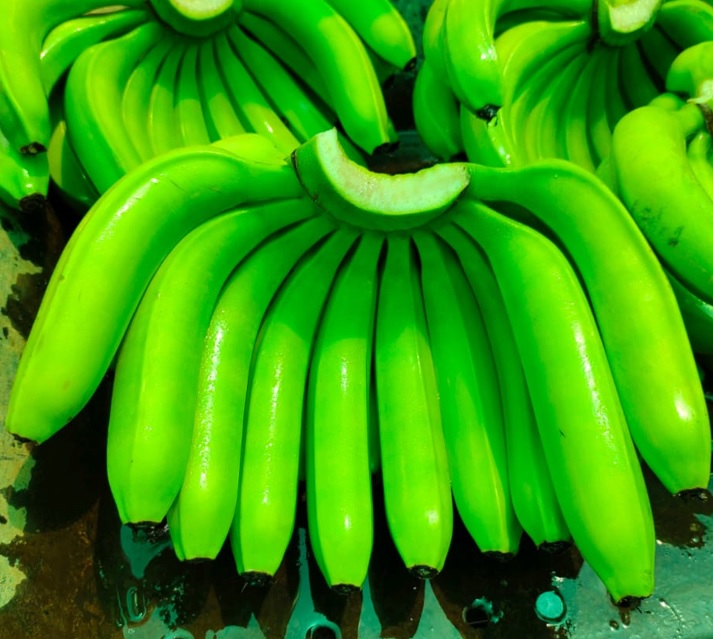 Raw bananas from Grovera Farms Sangam Kela Agency, Maharashtra